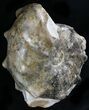 Large Mammites Ammonite - Goulmima, Morocco #27361-4